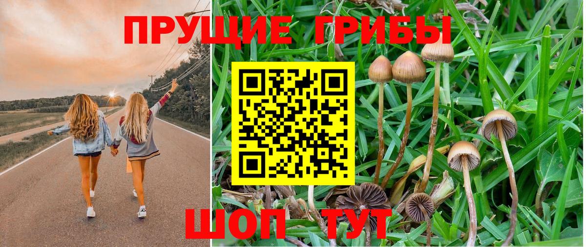 Минусинск  Псилоцибиновые грибы GOLDEN TEACHER  Вход с VPN  Псилоцибиновые грибы GOLDEN TEACHER 